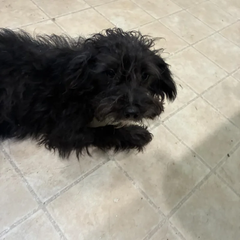 Phoebe