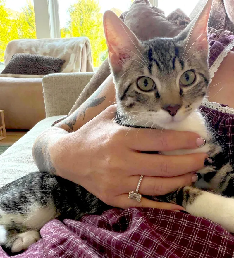 A baby medium-sized male Domestic Short Hair cat named Obi for adoption in Kansas City, KS