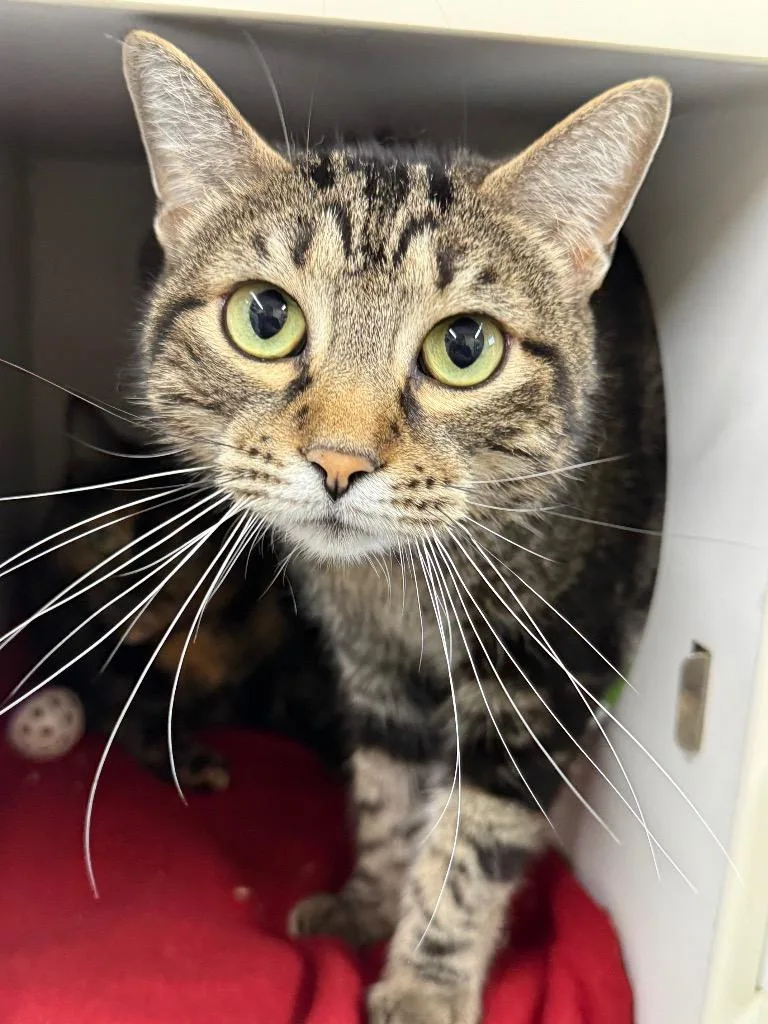 A baby large-sized male Domestic Short Hair cat named Marley for adoption in Sapulpa, OK