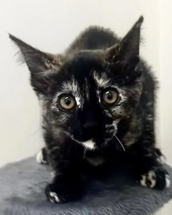 Cat Benatar thumbnail 2