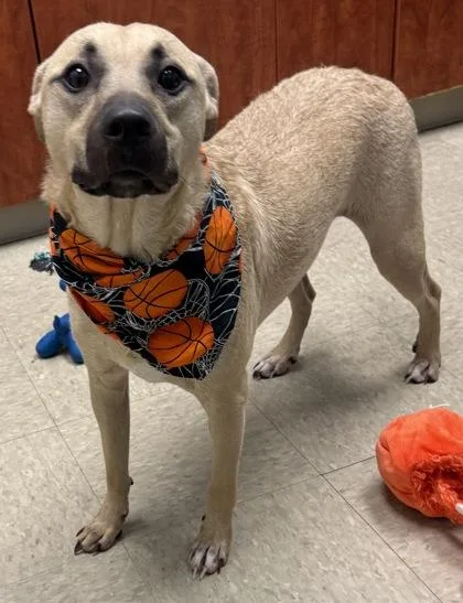 A young medium-sized male Yellow / Tan / Blond / Fawn Mixed Breed dog named Rocky for adoption in Hamilton, OH