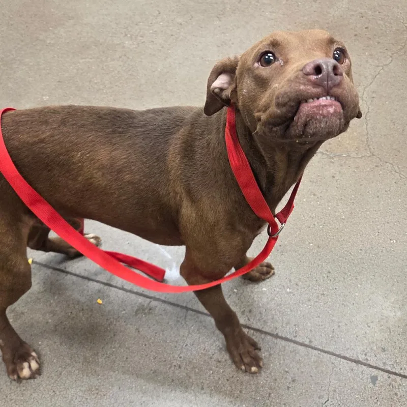 An adult medium-sized male Red / Chestnut / Orange Terrier dog named Sun Sun for adoption in Chattanooga, TN