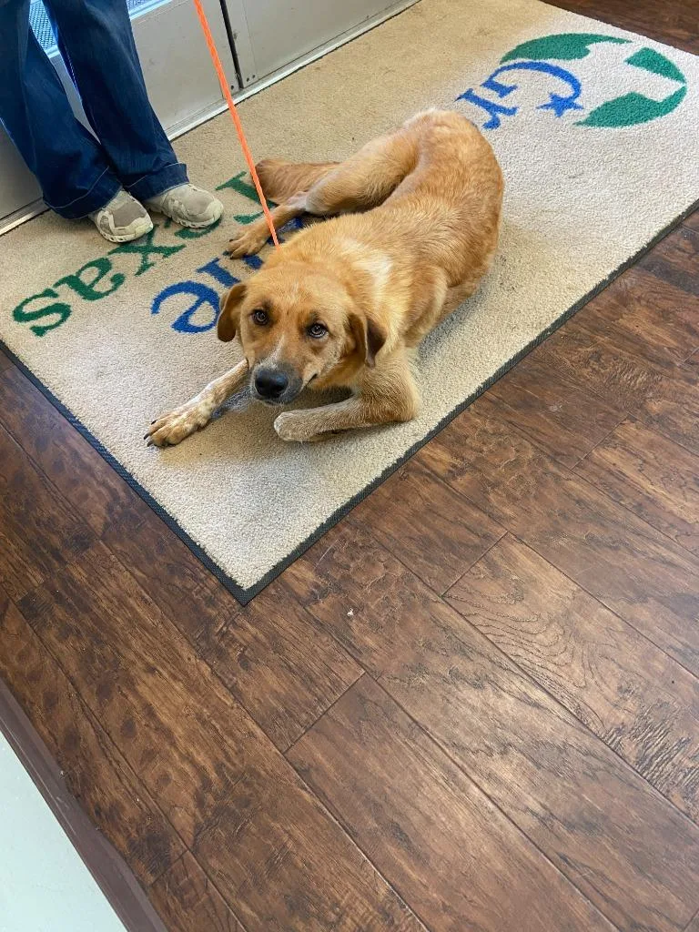 A young medium-sized female Cattle Dog dog named Dog Kennel for adoption in Greenville, TX