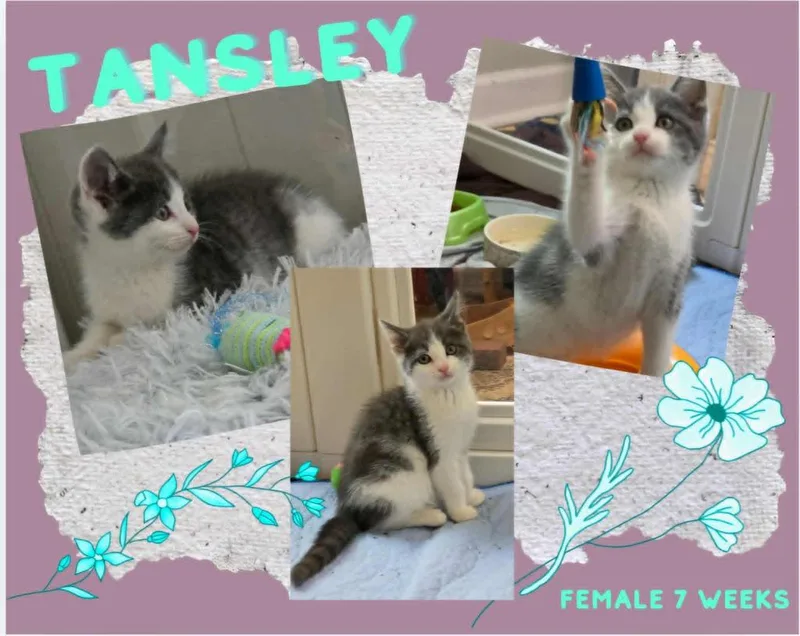 A baby small-sized female Domestic Short Hair cat named Tansley for adoption in Blountville, TN