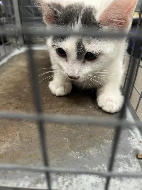 A baby small-sized female Domestic Short Hair cat named Cammie for adoption in Las Vegas, NV