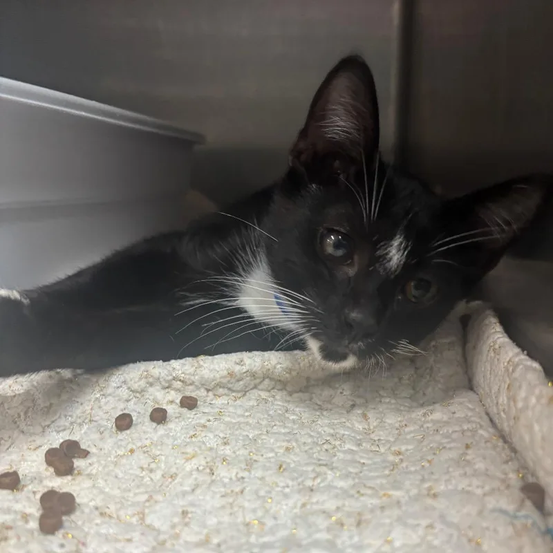 A baby small-sized male Black Domestic Short Hair cat named Allspice for adoption in Lakeland, FL