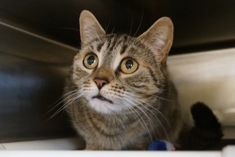 An adult medium-sized female Tabby (Gray / Blue / Silver) Tabby cat named Margot for adoption in New Milford, CT