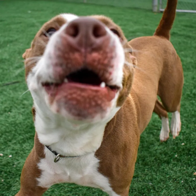 An adult medium-sized female Brown / Chocolate Pit Bull Terrier dog named Jewel for adoption in Evansville, IN