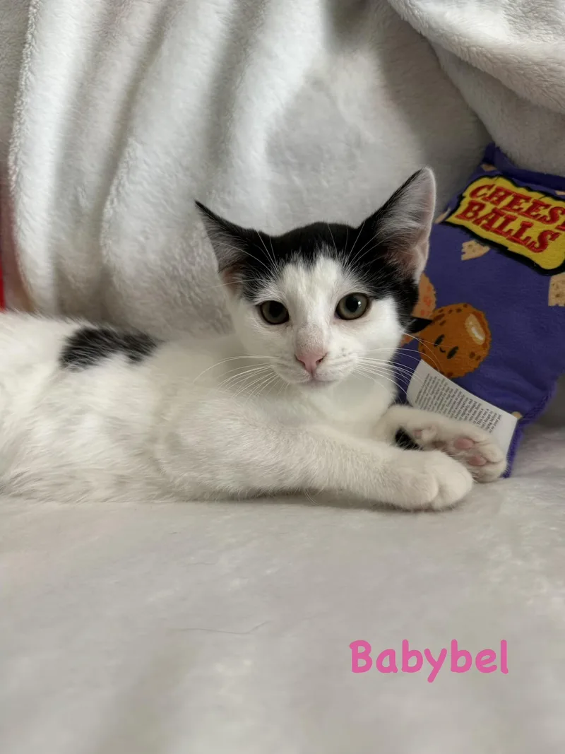 Babybel