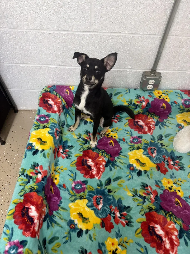 A baby small-sized male Chihuahua dog named Clyde for adoption in York, SC