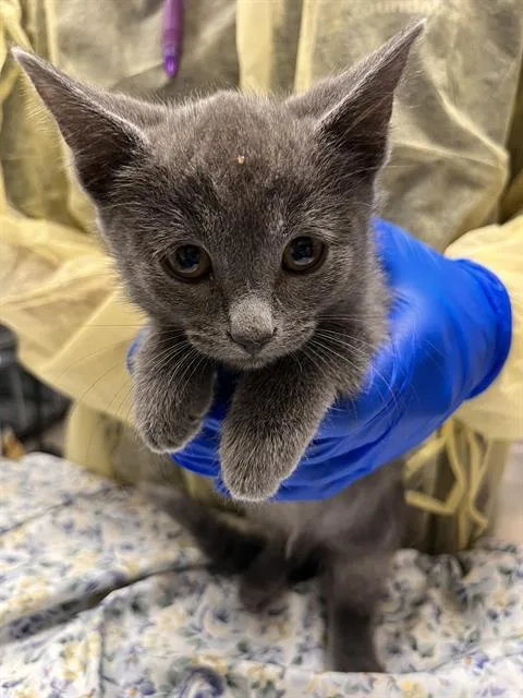 A baby small-sized male Domestic Short Hair cat named Moises for adoption in Las Vegas, NV