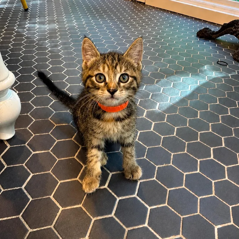 A baby medium-sized female Torbie cat named Lavender for adoption in Moriches, NY