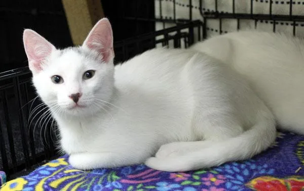 A baby small-sized male White Domestic Short Hair cat named Roman for adoption in Mansfield, MA