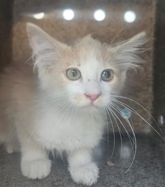 A baby small-sized male Domestic Medium Hair cat named Effen for adoption in Rancho Cucamonga, CA