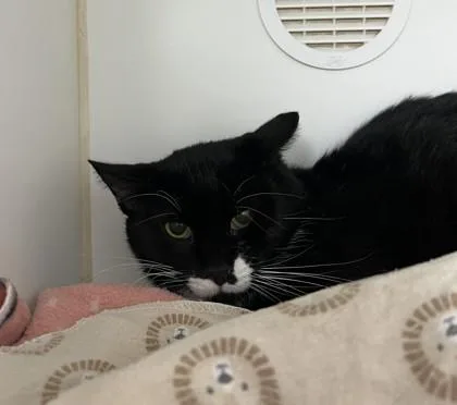 A senior medium-sized male Black Domestic Short Hair cat named Freddy for adoption in Reisterstown, MD