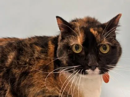 An adult small-sized female Domestic Short Hair cat named Bonnie for adoption in Golden Valley, MN