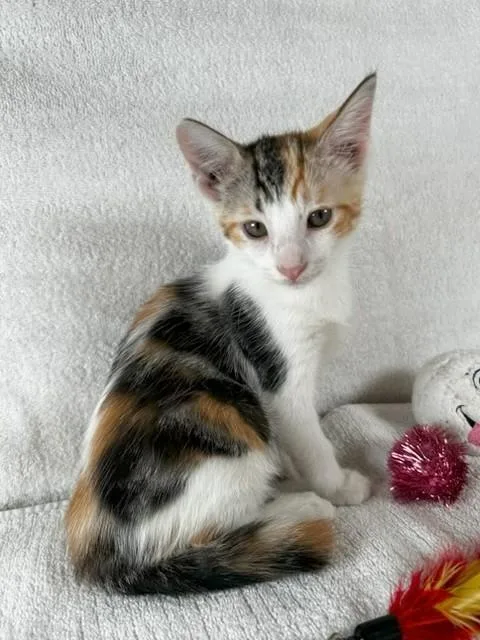 Piper