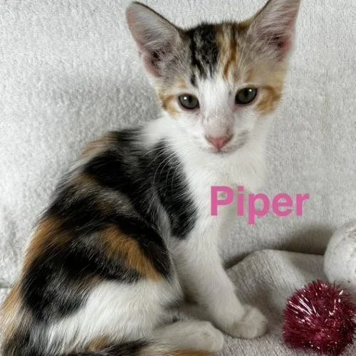 Piper thumbnail 2