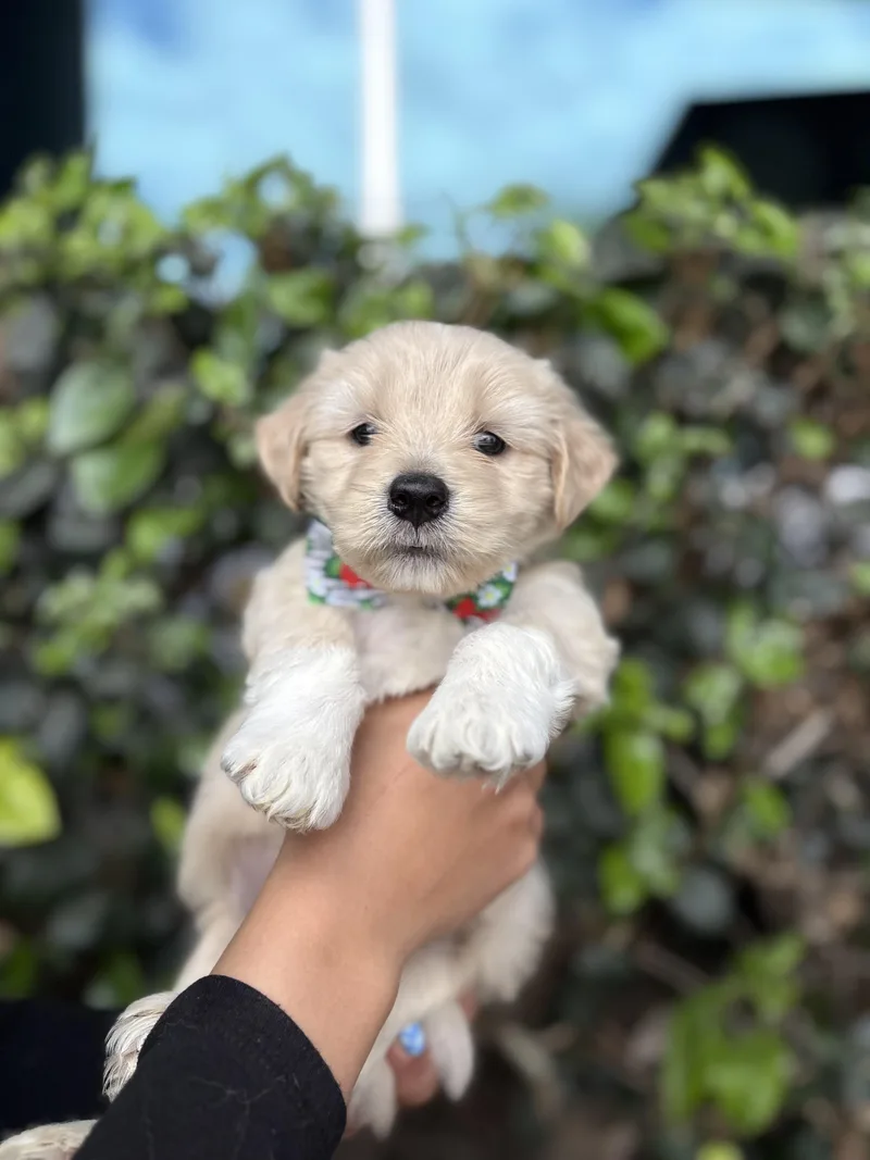 A baby medium-sized male Yellow / Tan / Blond / Fawn Poodle dog named Paul for adoption in South El Monte, CA