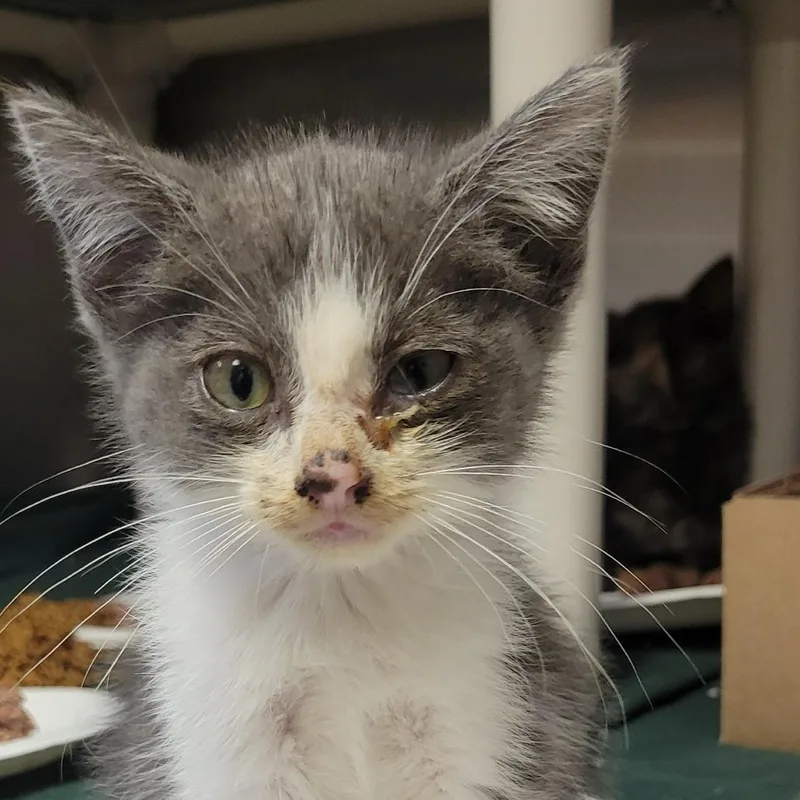 A baby small-sized male Gray / Blue / Silver Domestic Short Hair cat named Ziggy for adoption in Milan, IL