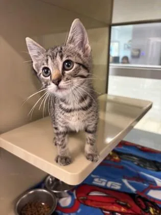 A young small-sized male Domestic Short Hair cat named Raymond for adoption in Daphne, AL
