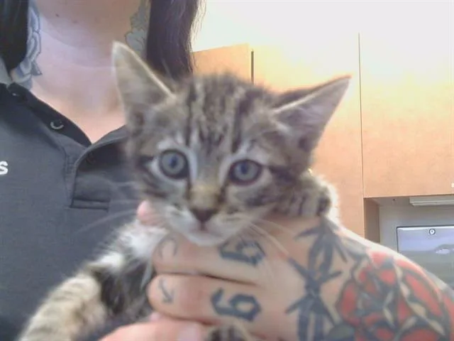 A baby small-sized female Domestic Short Hair cat named Elsa for adoption in Sacramento, CA