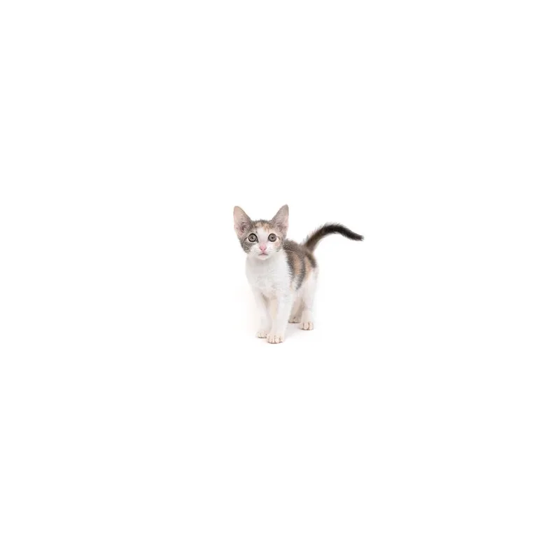 A baby small-sized female Calico Domestic Short Hair cat named Teaspoon for adoption in Playa Vista, CA