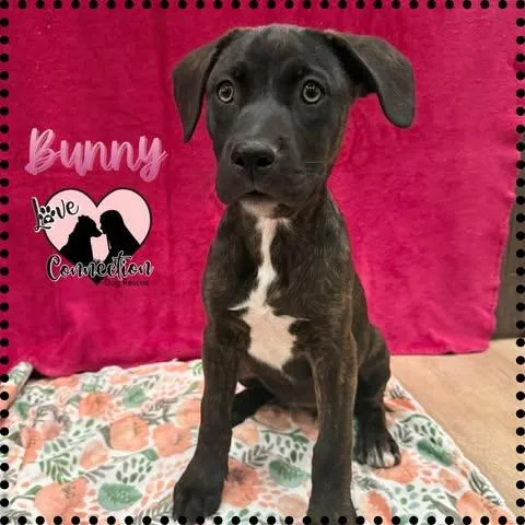 A baby medium-sized female Black Labrador Retriever dog named Bunny for adoption in Gilbert, AZ