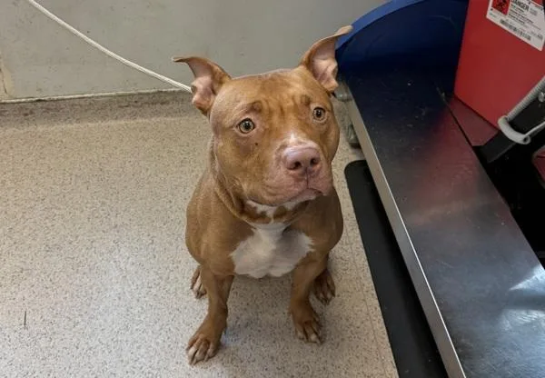 An adult large-sized female Mixed Breed dog named Chrysanthemum for adoption in New York, NY