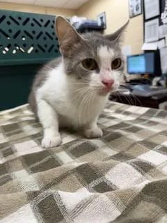 An adult medium-sized female Domestic Short Hair cat named Adrianne for adoption in Aliquippa, PA