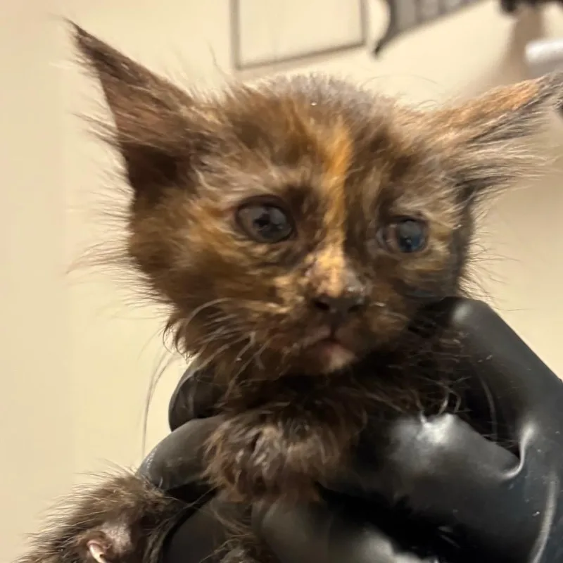 A baby small-sized female Torbie Domestic Short Hair cat named Relish for adoption in Yuma, AZ
