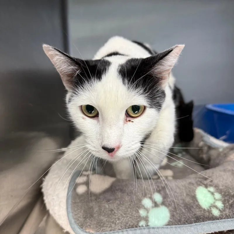 An adult small-sized male White Domestic Short Hair cat named Benji for adoption in Casa Grande, AZ