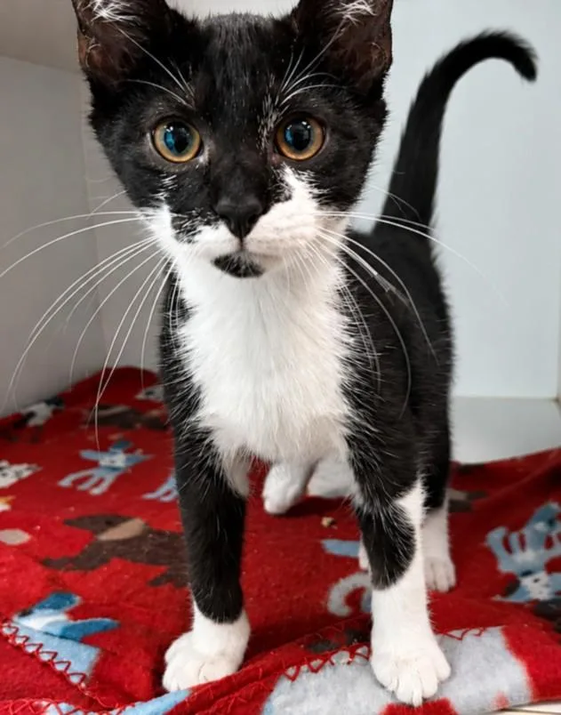 A baby small-sized male Domestic Medium Hair cat named Roscoe for adoption in Texas City, TX