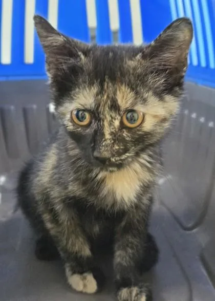 A baby medium-sized female Domestic Short Hair cat named Lulling for adoption in West Memphis, AR