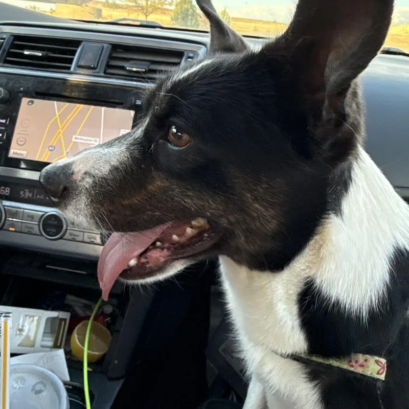 An adult small-sized female Black Corgi dog named Aryia for adoption in Carlin, NV