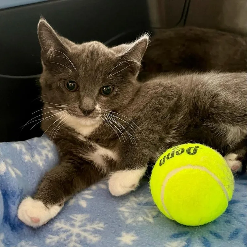 An adult small-sized male Gray / Blue / Silver Domestic Short Hair cat named Smokey for adoption in Las Vegas, NV