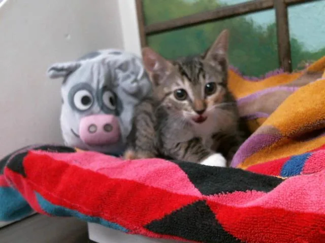 A baby small-sized female Domestic Short Hair cat named Jasmine for adoption in Houston, TX
