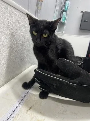 MIttens