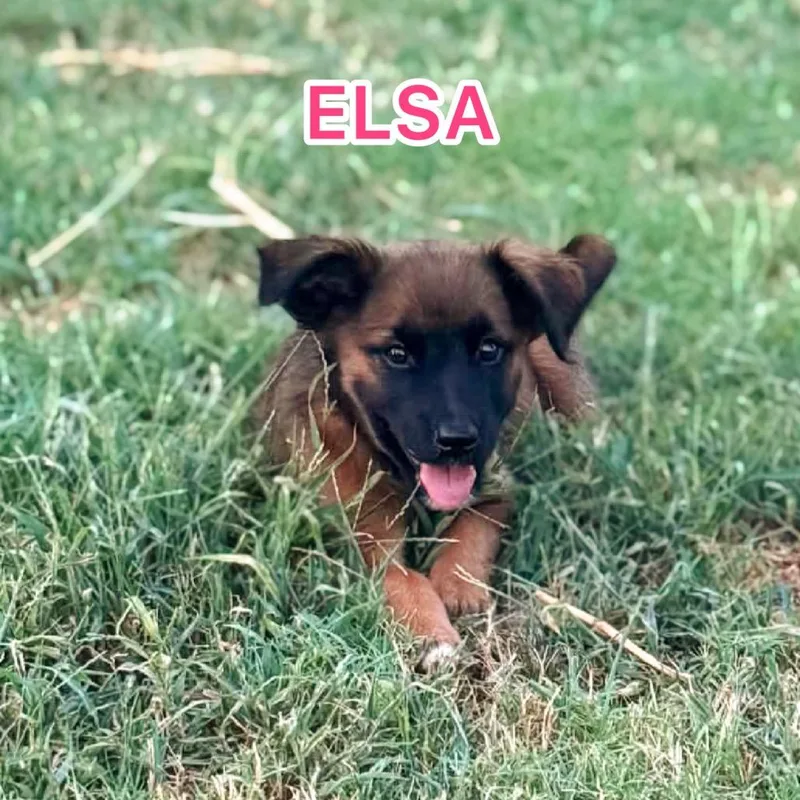 Elsa