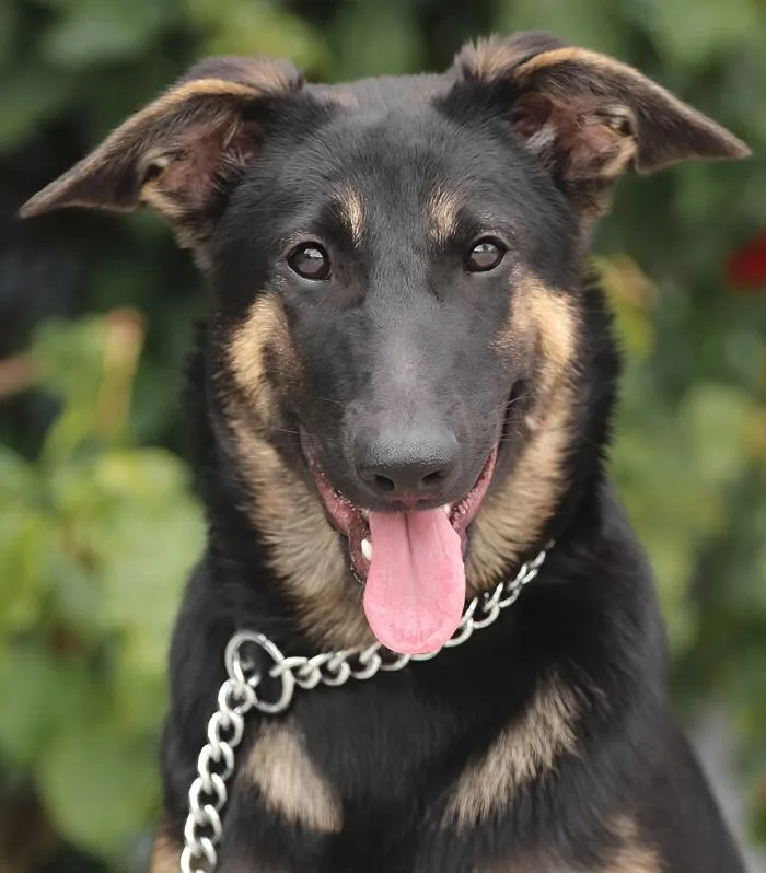 A baby large-sized female Black German Shepherd Dog dog named Kiki Von Kandel for adoption in Los Angeles, CA