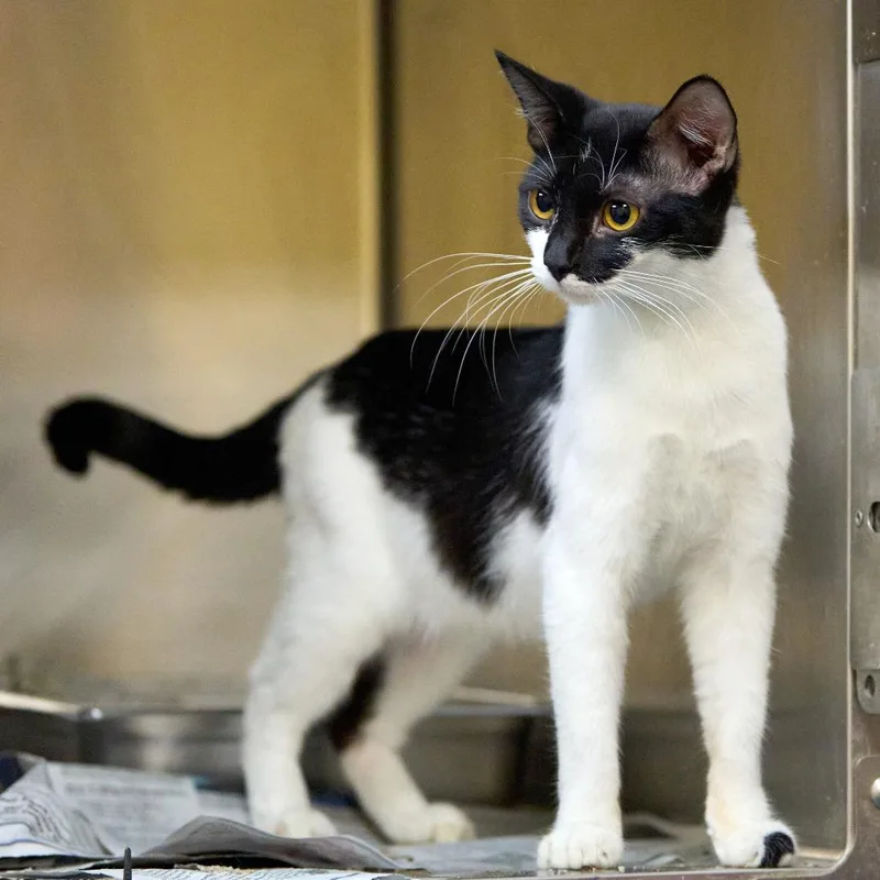 A young medium-sized female Domestic Short Hair cat named Dahlia for adoption in Memphis, TN
