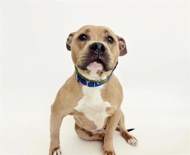 A young medium-sized female Pit Bull Terrier dog named Dove for adoption in Saint Louis, MO