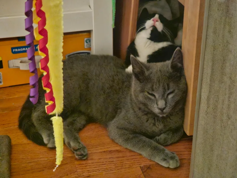 Tulip And Pebbles thumbnail 2