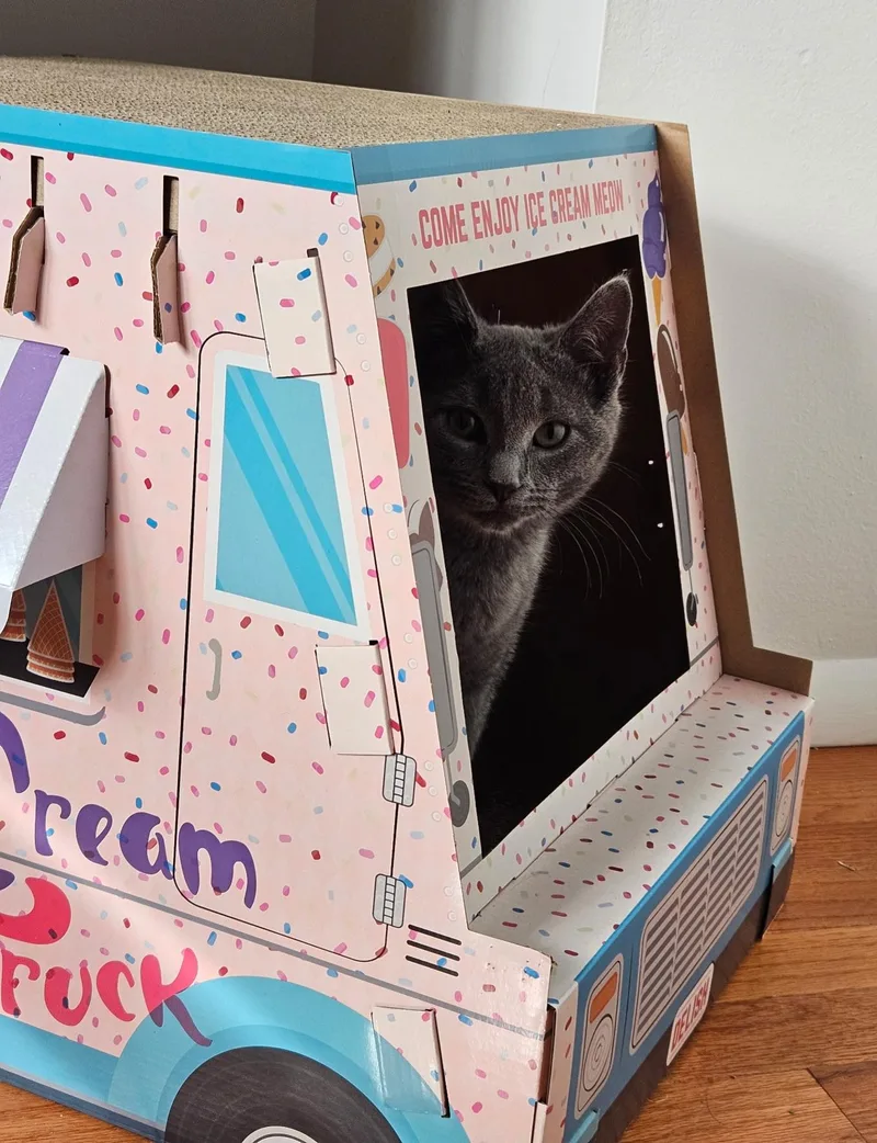 Tulip And Pebbles thumbnail 3