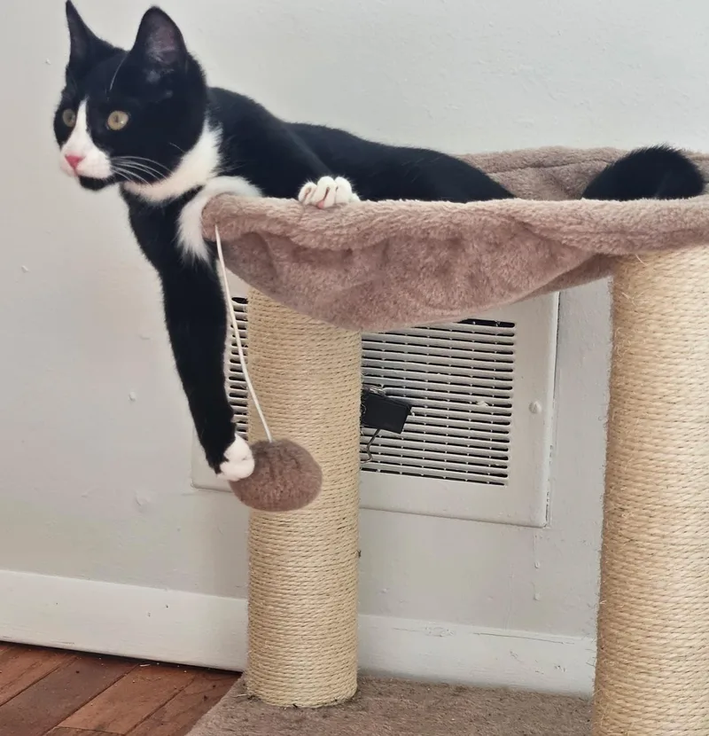 Tulip And Pebbles thumbnail 4