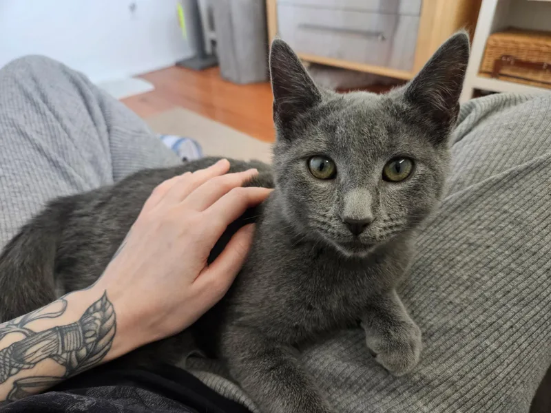 Tulip And Pebbles thumbnail 5