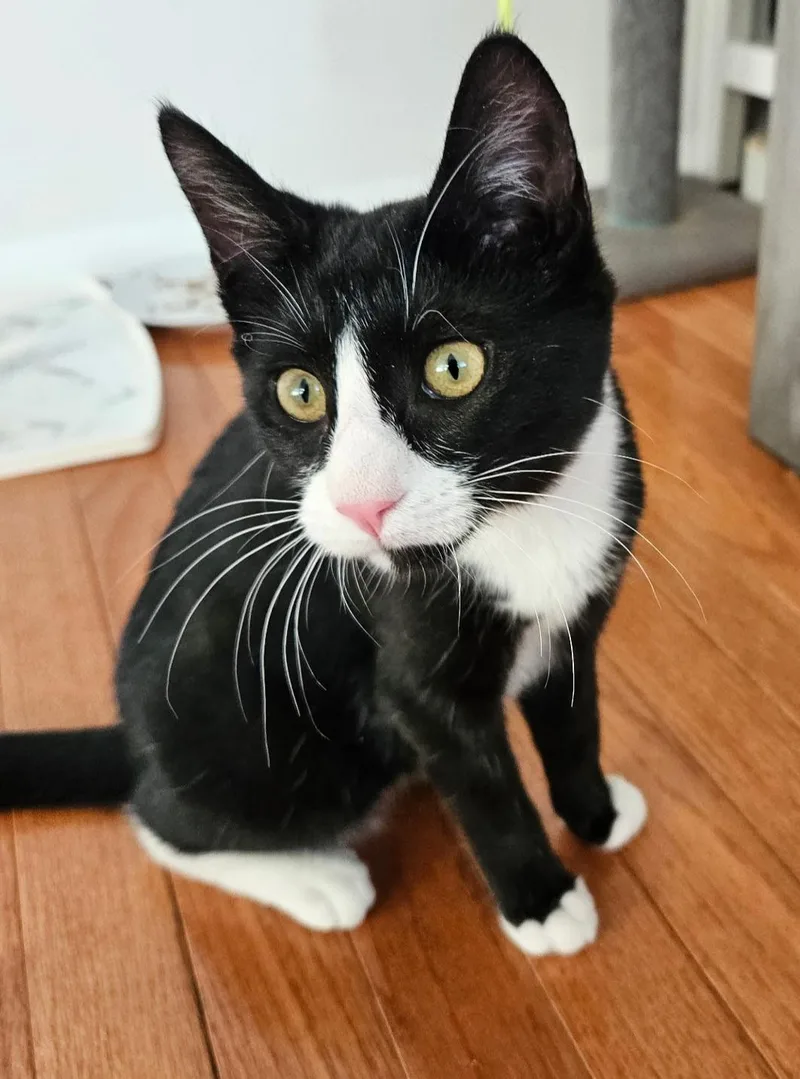 Tulip And Pebbles thumbnail 6