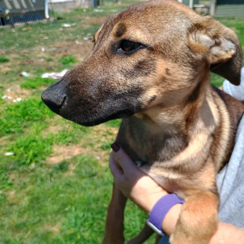 A baby medium-sized female German Shepherd Dog dog named Remi for adoption in Amarillo, TX