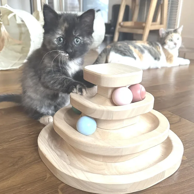 A baby small-sized female Tortoiseshell Domestic Short Hair cat named Robin for adoption in Chaska, MN