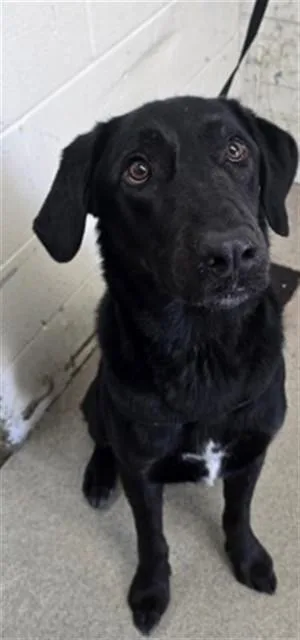 A young large-sized male Labrador Retriever dog named Reggie for adoption in San Bernardino, CA